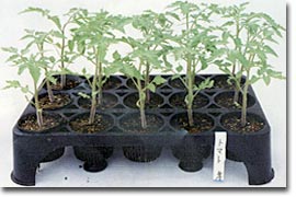 空中ポットレストレー－トマト栽培例
