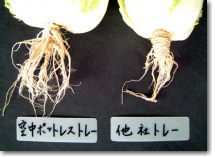 収穫時期（定植三ヵ月半後）の根の状況